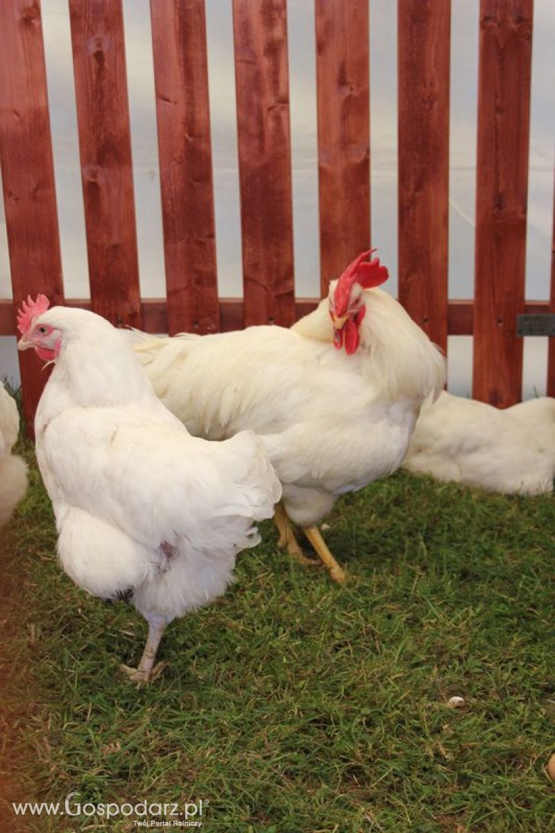 Konferencja Naukowo-Techniczna pt. Innowacyjność w produkcji zwierzęcej - oczekiwania czy konieczność dzień drugi