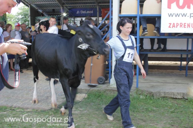 Bydło - Szepietowo 2012 XIX Regionalna Wystawa Zwierząt Hodowlanych