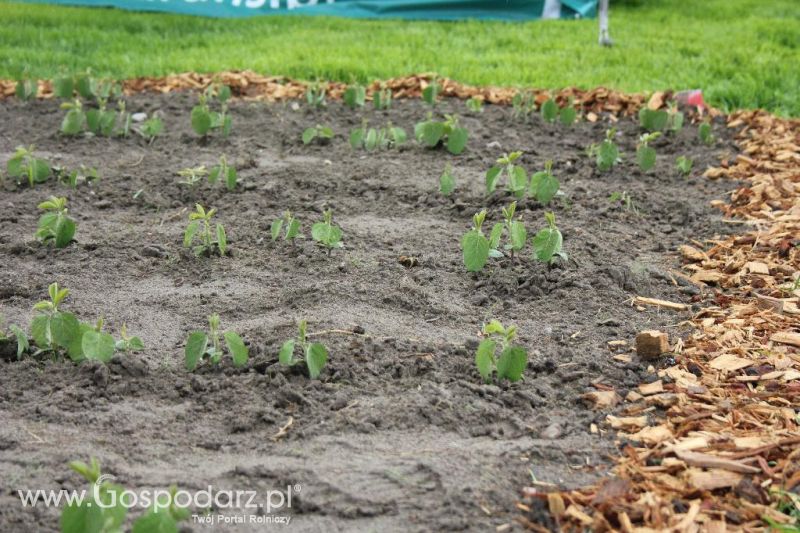 Polskie Zboża i Zielone Agro Show 2013