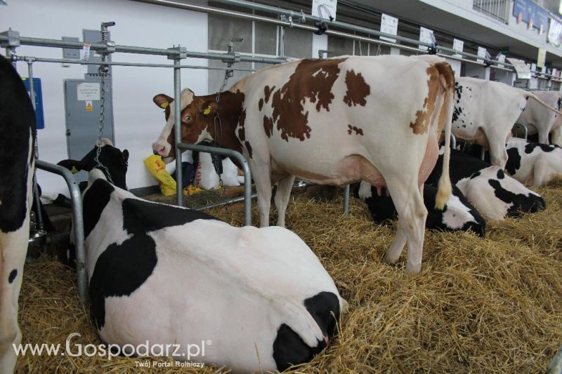 XXVI Krajowa Wystawa Zwierząt Hodowlanych - sobota i niedziela