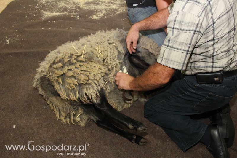 X Wystawa Ras Rodzimych - Wręczenie nagród