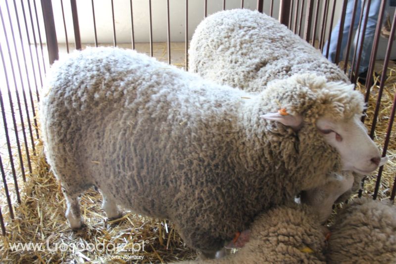 Zielone AGRO SHOW – POLSKIE ZBOŻA 2014 w Sielinku - niedziela