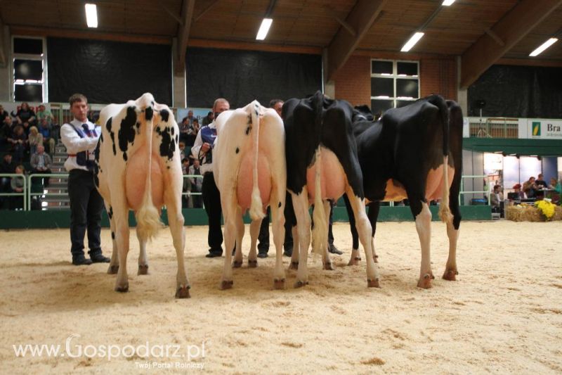 Wystawa  Blickpunkt Rind 2013 w miejscowości Paaren/Glien (Niemcy)