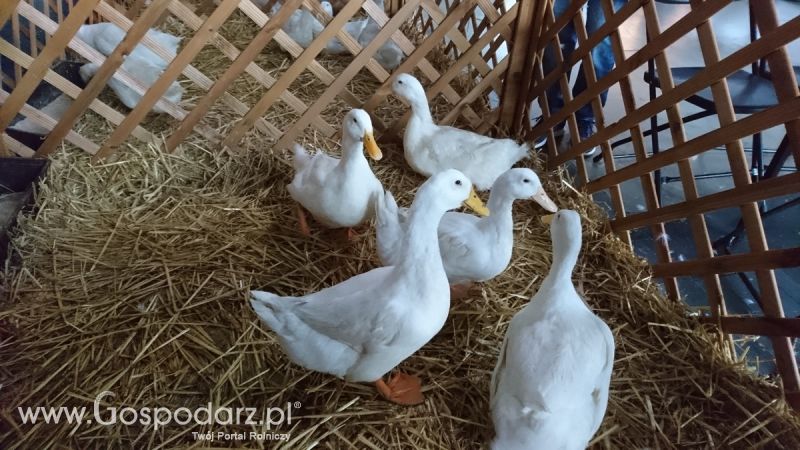 Narodowa Wystawa Zwierząt Hodowlanych 2019