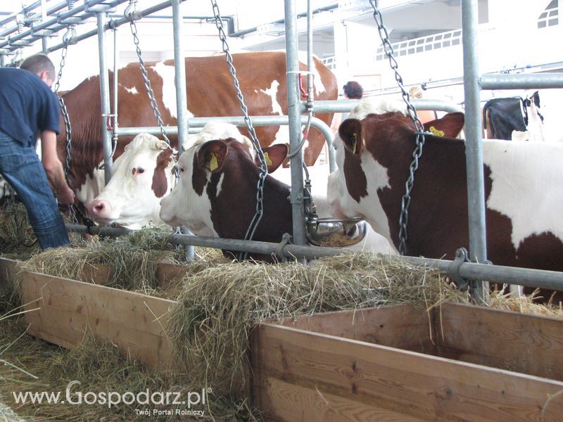 Bydło mleczne na XXV Krajowej Wystawie Zwierząt Hodowlanych