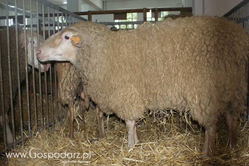 Owce i kozy na XXV Krajowej Wystawie Zwierząt Hodowlanych