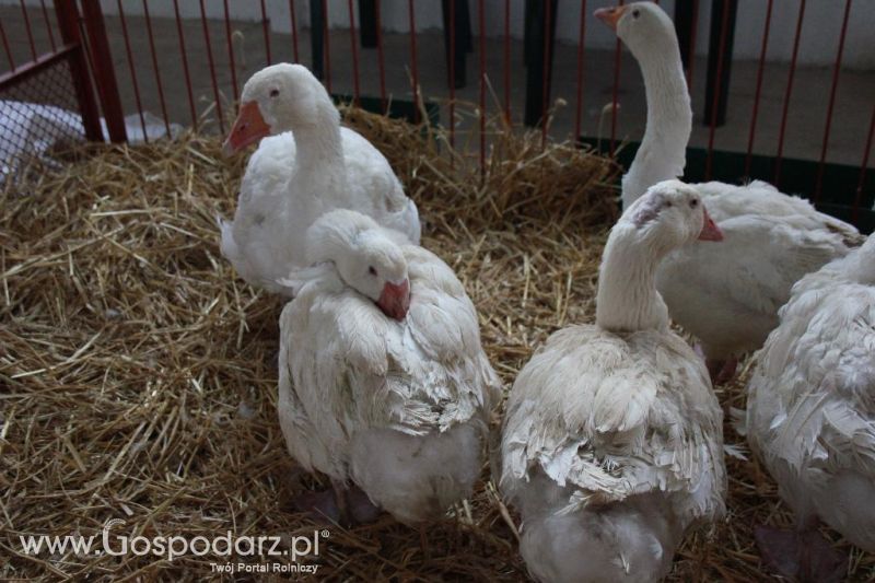 Regionalna Wystawa Zwierząt Hodowlanych i Dni z Doradztwem Rolniczym w Szepietowie-niedziela