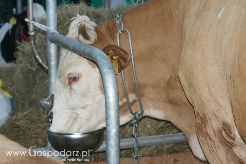 Bydło mleczne na XXV Krajowej Wystawie Zwierząt Hodowlanych