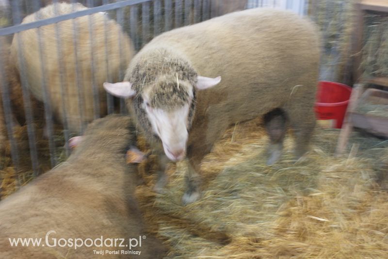 Owce i kozy na XXV Krajowej Wystawie Zwierząt Hodowlanych