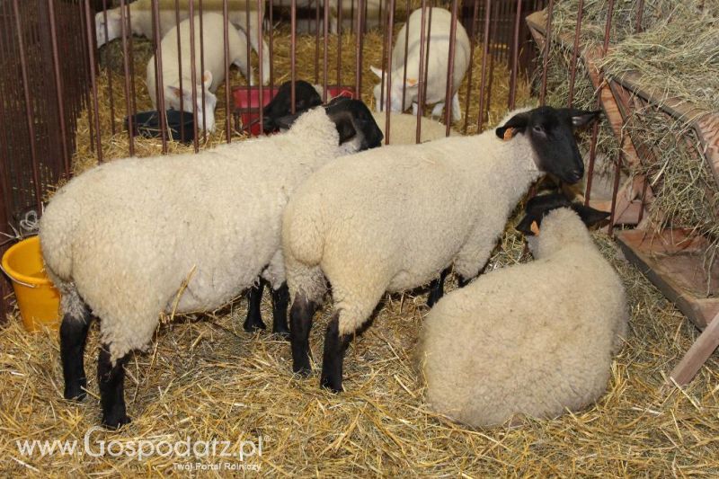 XXVI Krajowa Wystawa Zwierząt Hodowlanych - piątek