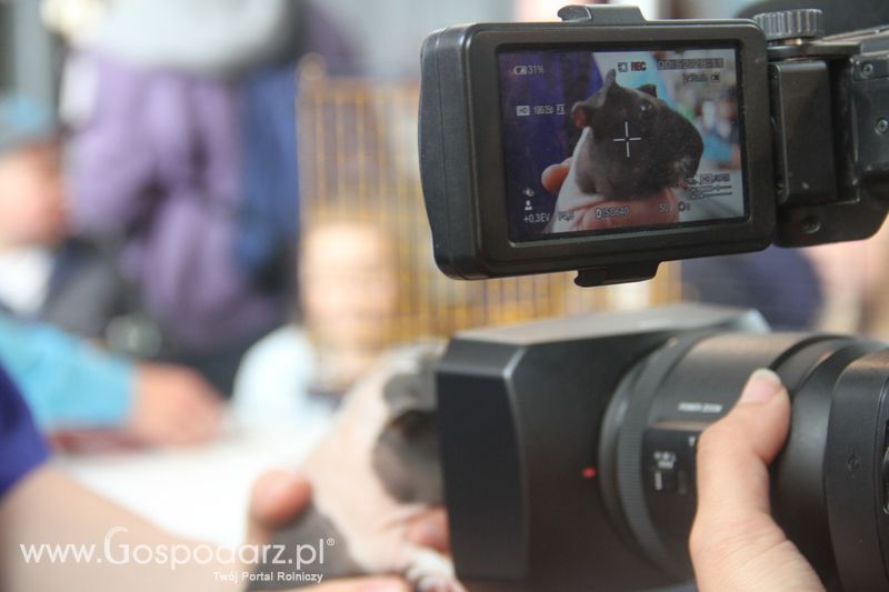 KWZH 2015 niedziela