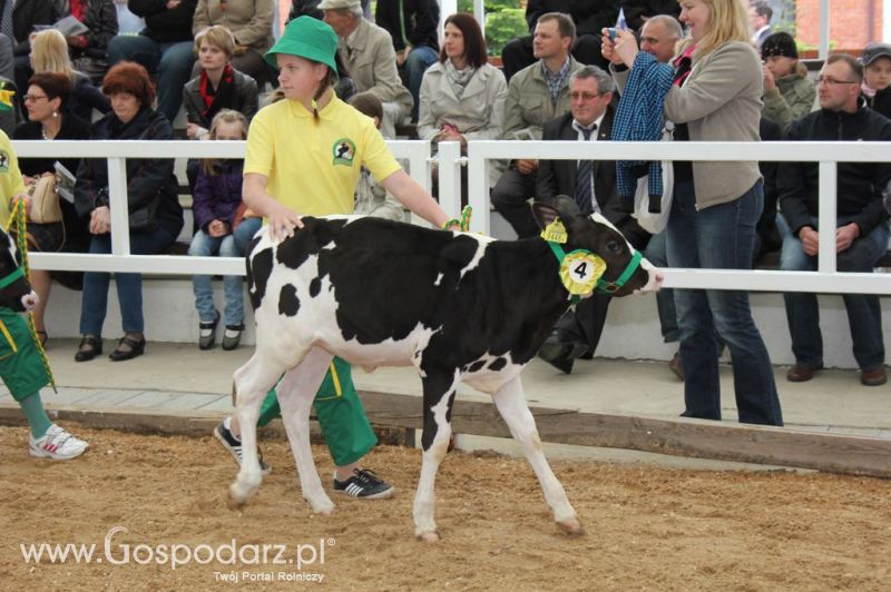 Mali Hodowcy VII Ogólnopolska Wystawa Bydła Hodowlanego w Sielinku 2012