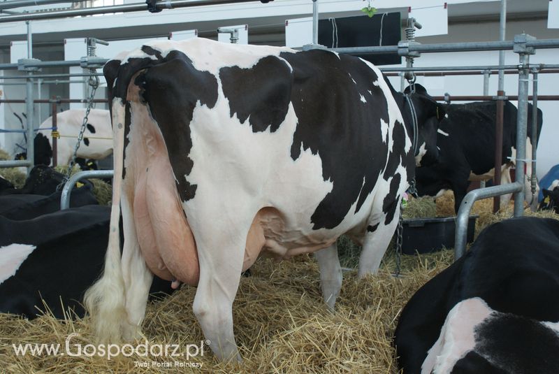Bydło mleczne na XXV Krajowej Wystawie Zwierząt Hodowlanych
