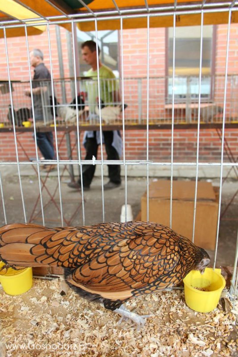 Wielkopolskie Targi Rolnicze „Sielinko 2011”  - Sobota