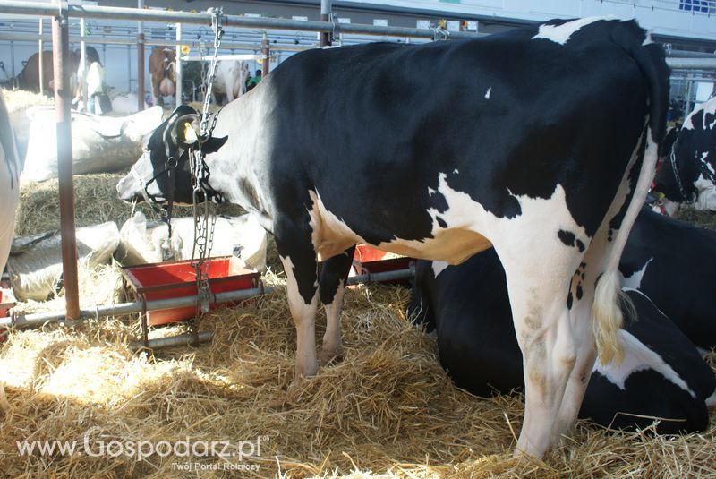 Bydło mleczne na XXV Krajowej Wystawie Zwierząt Hodowlanych
