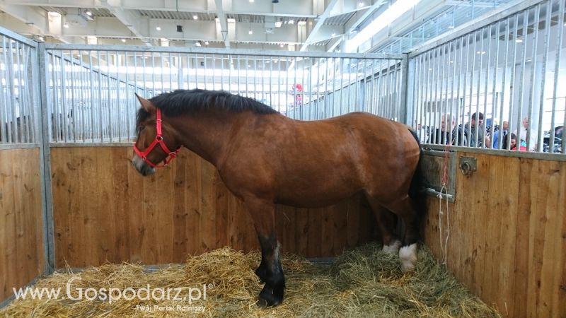 Narodowa Wystawa Zwierząt Hodowlanych 2019