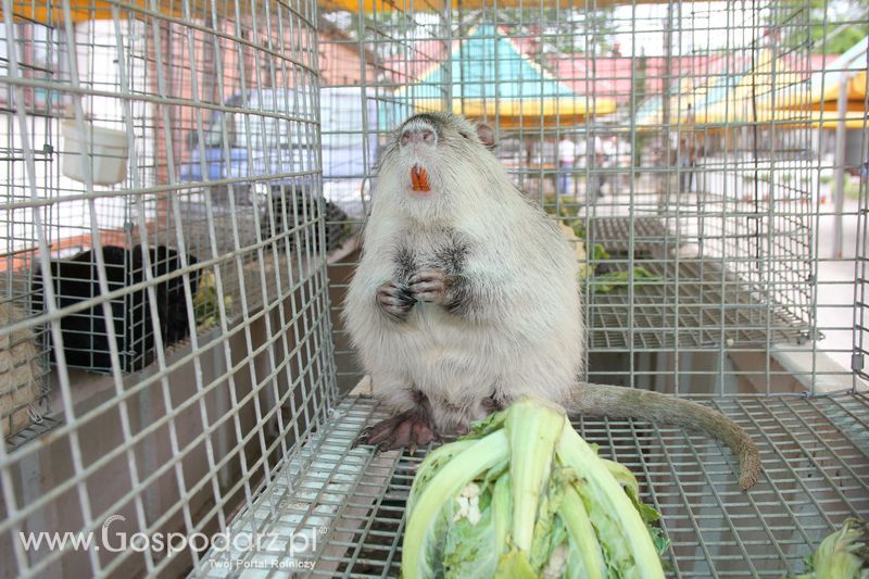 Wielkopolskie Targi Rolnicze „Sielinko 2011”  - Sobota