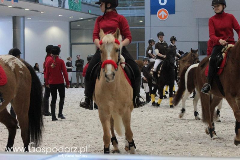 CAVALIADA 2013 w Poznaniu