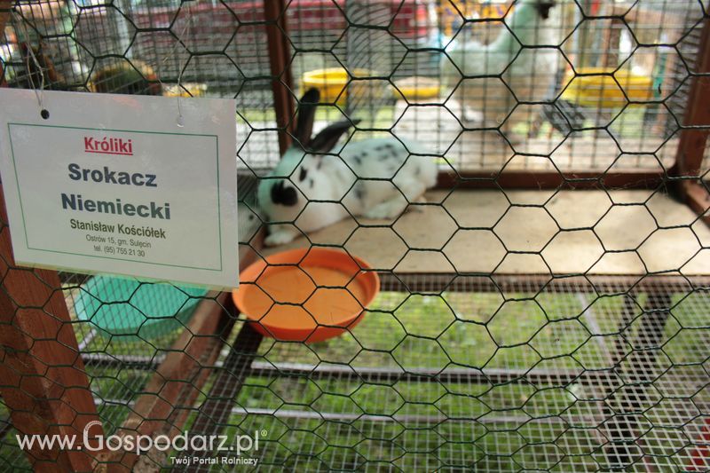 XX Targi Rolnicze Lubniewice - zwierzęta