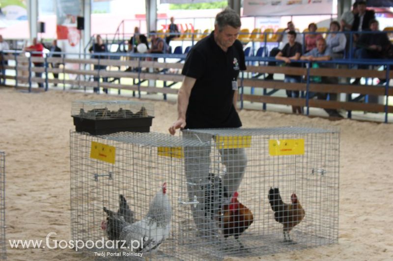 Drób - Szepietowo 2012 XIX Regionalna Wystawa Zwierząt Hodowlanych