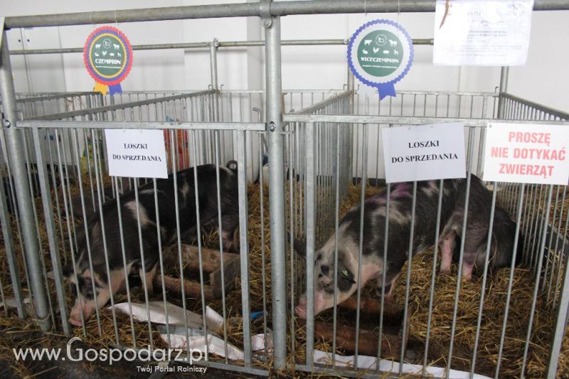 XXVI Krajowa Wystawa Zwierząt Hodowlanych - sobota i niedziela