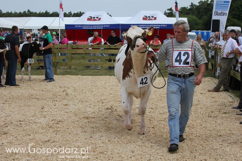 Superchampioni i championi Śląskiej Wystawy Bydła Mlecznego Opolagra 2011