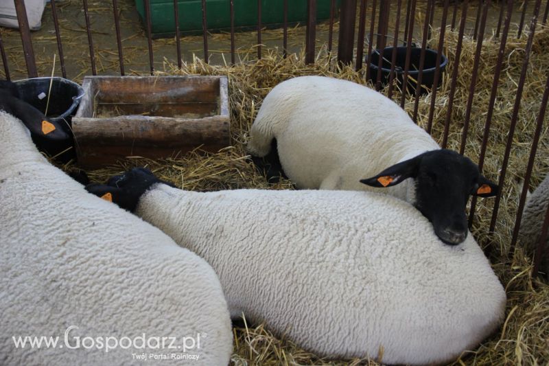 Zielone AGRO SHOW – POLSKIE ZBOŻA 2014 w Sielinku - niedziela