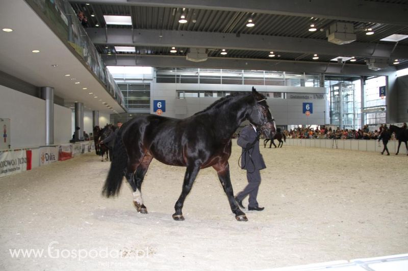 CAVALIADA 2013 w Poznaniu