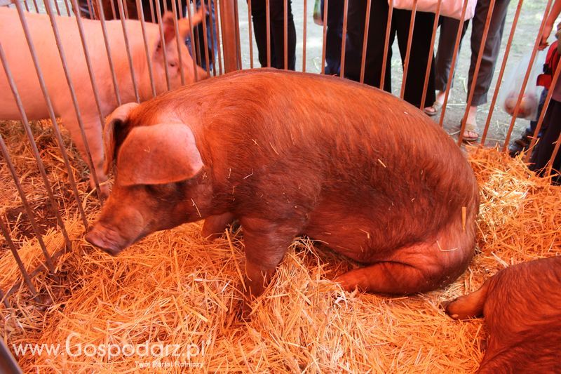  XX Targi Rolnicze Lubniewice