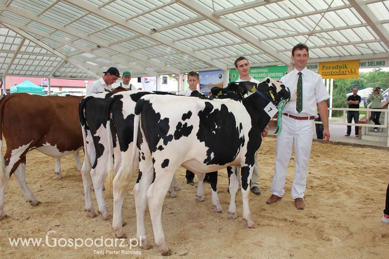 Wystawa bydła Sielinko 2011