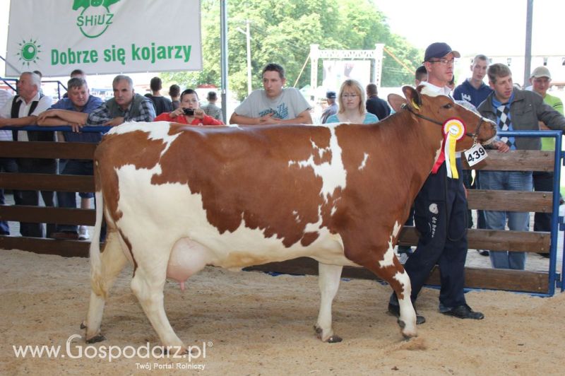 Bydło - Szepietowo 2012 XIX Regionalna Wystawa Zwierząt Hodowlanych