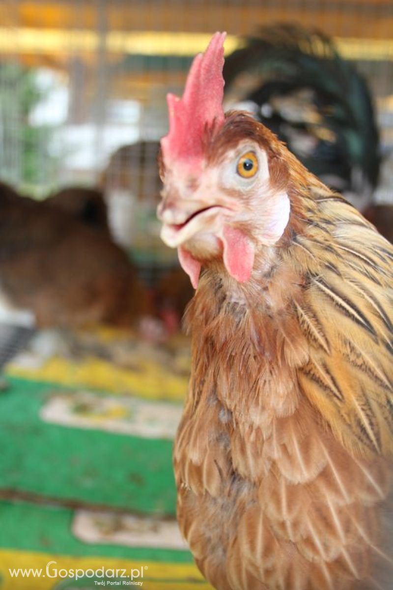 Wielkopolskie Targi Rolnicze „Sielinko 2011”  - Sobota