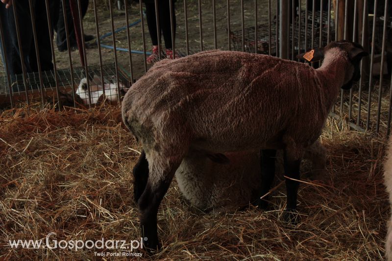  XX Targi Rolnicze Lubniewice