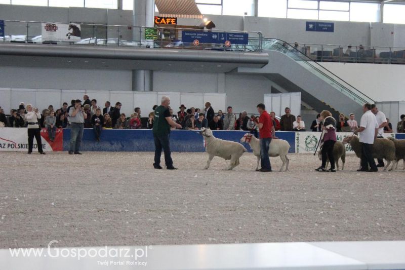 XXVI Krajowa Wystawa Zwierząt Hodowlanych - sobota i niedziela