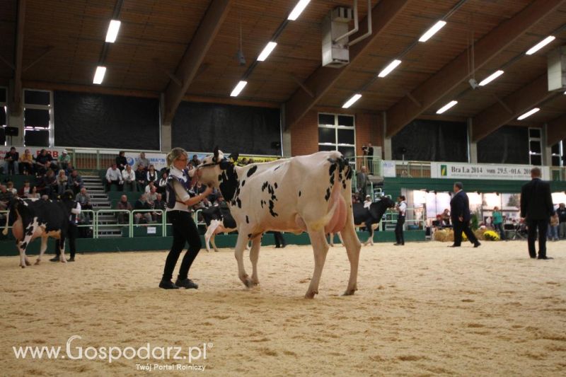 Wystawa  Blickpunkt Rind 2013 w miejscowości Paaren/Glien (Niemcy)