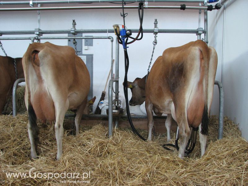 Bydło mleczne na XXV Krajowej Wystawie Zwierząt Hodowlanych