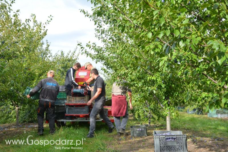 Zbiór śliwek agregatem MAJA CLASSIC