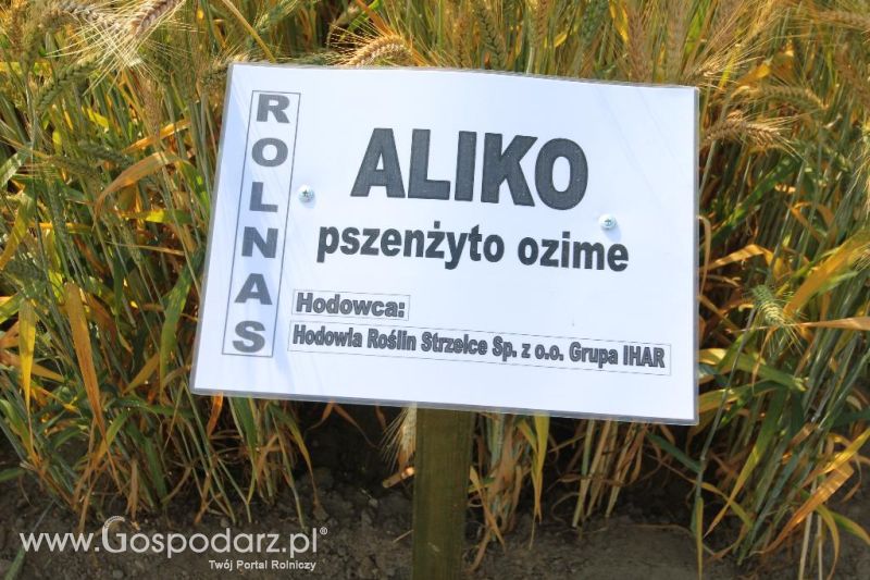 pszenżyto ozime