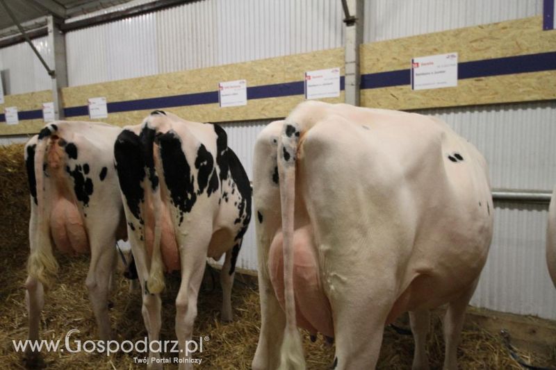Wystawa  Blickpunkt Rind 2013 w miejscowości Paaren/Glien (Niemcy)
