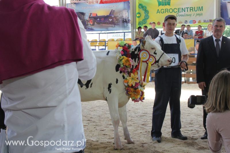 Bydło - Szepietowo 2012 XIX Regionalna Wystawa Zwierząt Hodowlanych