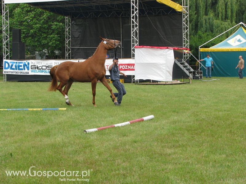 Wystawa Koni Sielinko 2011