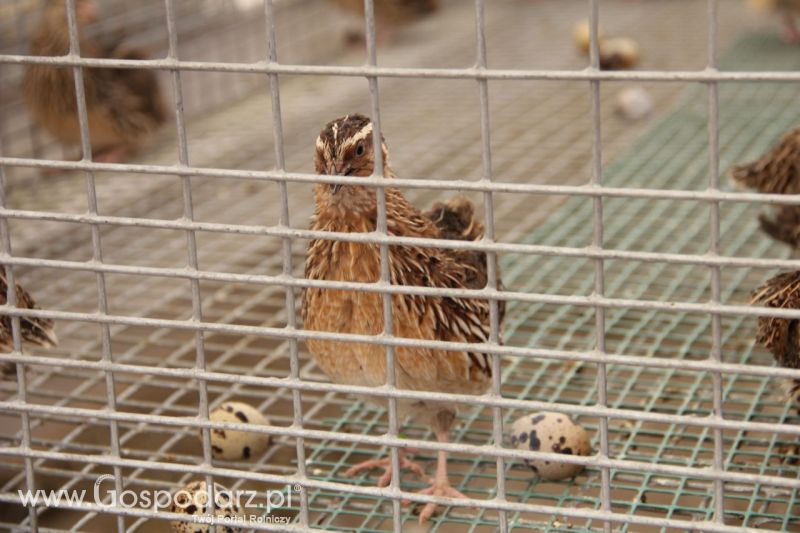 Zielone AGRO SHOW – POLSKIE ZBOŻA 2014 w Sielinku - niedziela