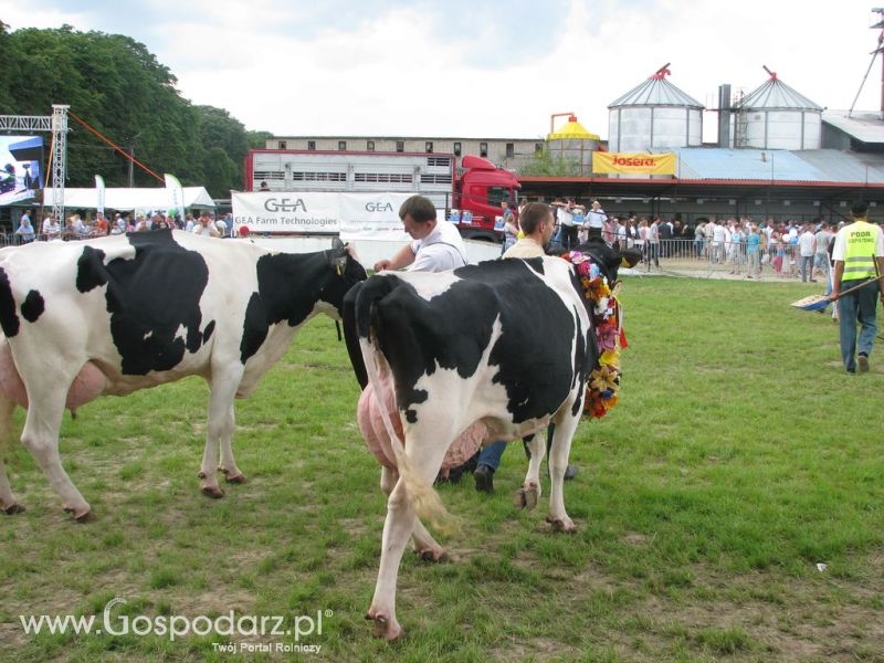 Bydło - Szepietowo 2012 XIX Regionalna Wystawa Zwierząt Hodowlanych