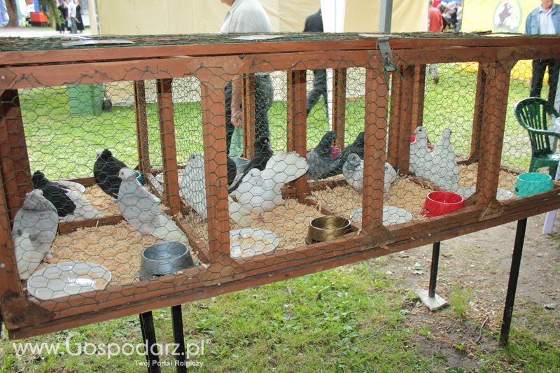 XX Targi Rolnicze Lubniewice - zwierzęta