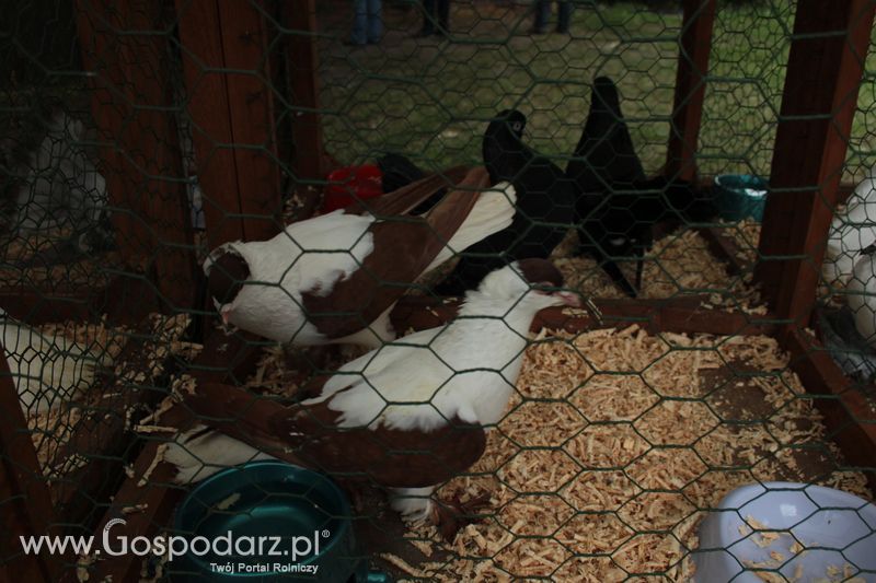 XX Targi Rolnicze Lubniewice - zwierzęta