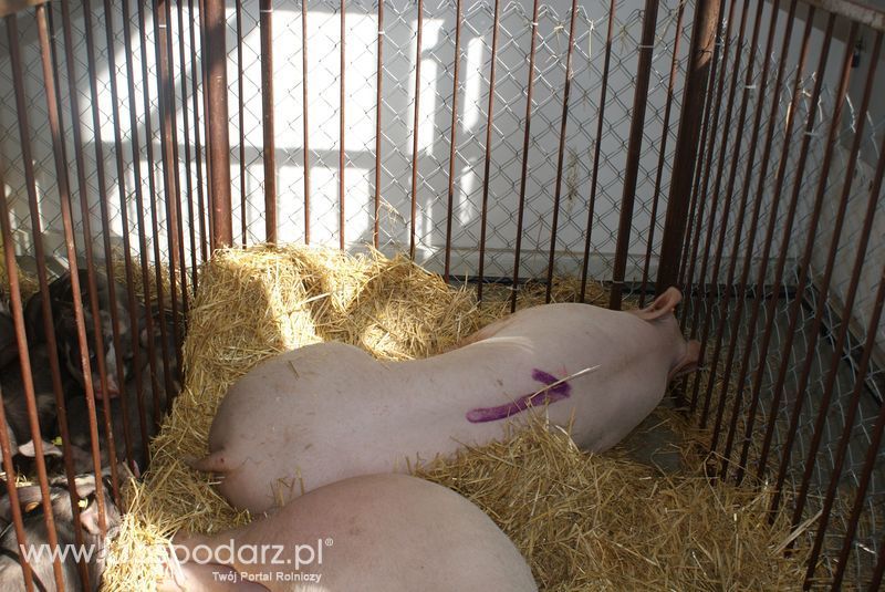 Lochy, knury na XXV Krajowej Wystawie Zwierząt Hodowlanych