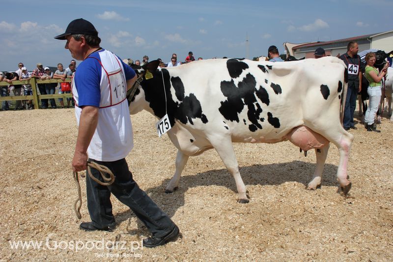 Superchampioni i championi Śląskiej Wystawy Bydła Mlecznego Opolagra 2011