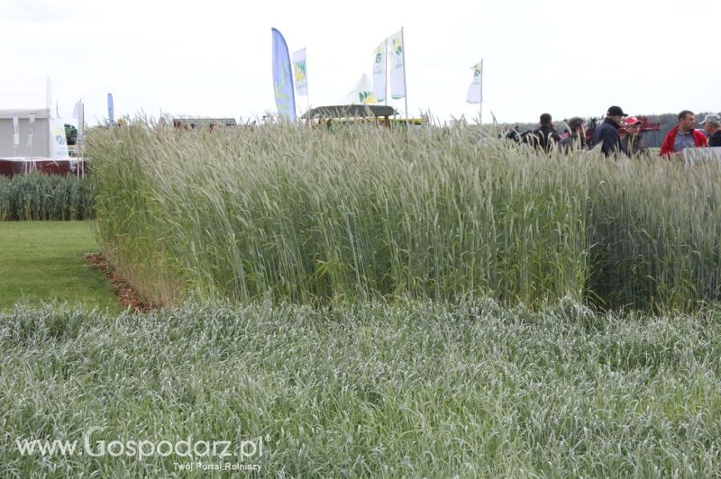 Zielone Agro Show 2012 Kąkolewo - Polskie Zboża 