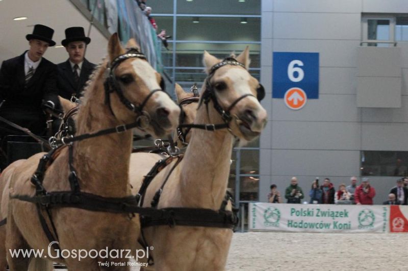 CAVALIADA 2013 w Poznaniu