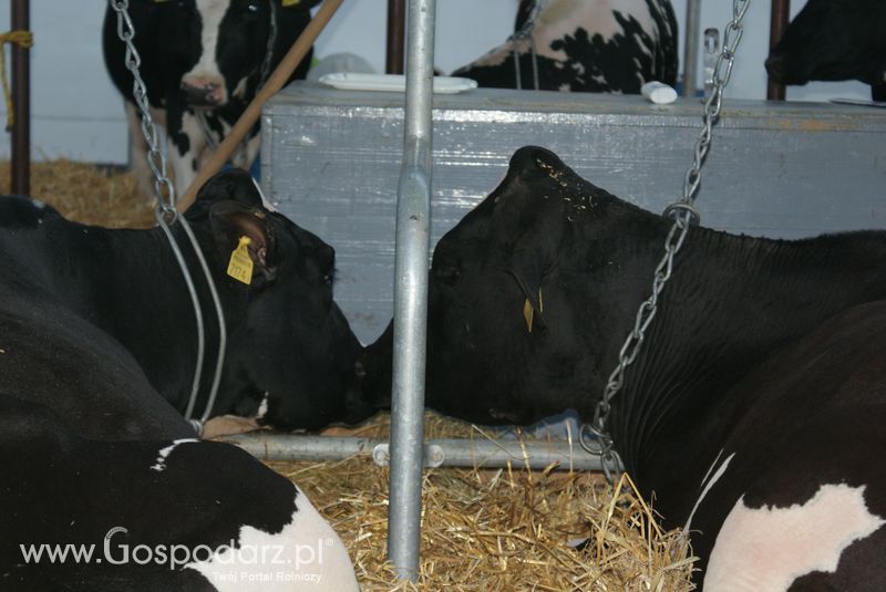 Bydło mleczne na XXV Krajowej Wystawie Zwierząt Hodowlanych